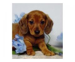 Dachshund pups smooth haired/long Hair