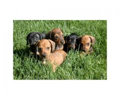 Dachshund pups smooth haired/long Hair