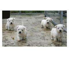 West Highland White pups for sale