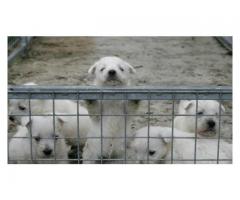 West Highland White pups for sale