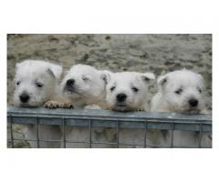 West Highland White pups for sale