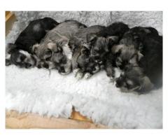 Miniature Schnauzer Puppies