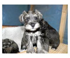 Miniature Schnauzer Puppies