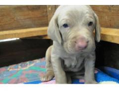 Weimaraner pups