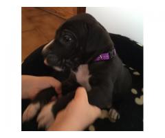 Pure bred Great Dane puppies for sale (The perfect watchdog)