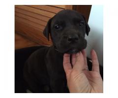 Pure bred Great Dane puppies for sale (The perfect watchdog)