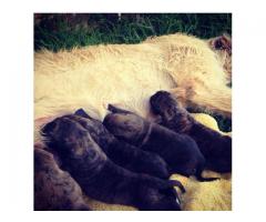 Irish Wolf puppies for sale (KUSA Registered)