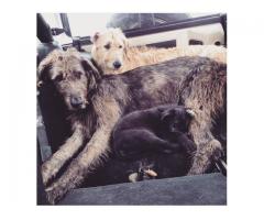 Irish Wolf puppies for sale (KUSA Registered)