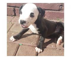 Pitbull puppies for sale