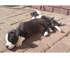 Pitbull puppies for sale