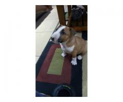 BULLTERRIER PUPPIES FOR SALE - KUSA REGISTERED