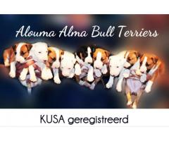 BULL TERRIER PUPPIES FOR SALE - KUSA REGISTERED