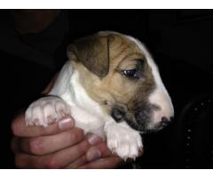 BULL TERRIER PUPPIES FOR SALE - KUSA REGISTERED