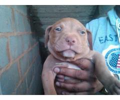 4 x American pitbull puppies for sale