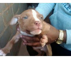 4 x American pitbull puppies for sale