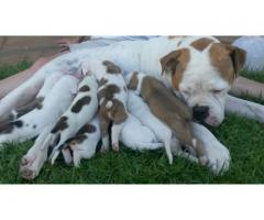 American Bulldog puppies for sale