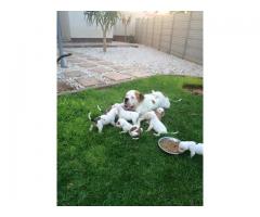 American Bulldog puppies for sale