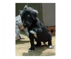 Stunning Registered Great Dane Puppies