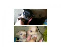 puppies 4 sale