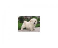 Chow White or Golden pup