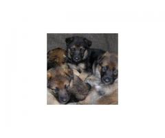 German Shepherd puppies