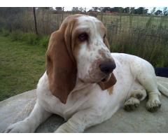 KUSA REGISTERED BASSET HOUND PUPS FROM IMPORT LINEAGE