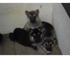 10 Beautiful HUSKY cross German Sheppard puppies