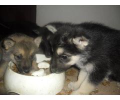 10 Beautiful HUSKY cross German Sheppard puppies