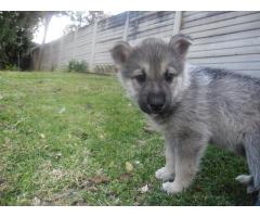 10 Beautiful HUSKY cross German Sheppard puppies