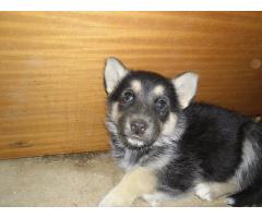 10 Beautiful HUSKY cross German Sheppard puppies