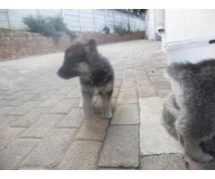 10 Beautiful HUSKY cross German Sheppard puppies