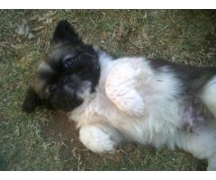 PEKINGESE MINIATURE PUPPIES (2X MALES)