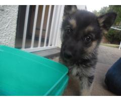 10 Beautiful HUSKY cross German Sheppard puppies