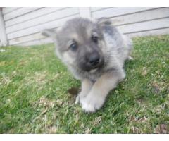 10 Beautiful HUSKY cross German Sheppard puppies