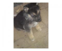 10 Beautiful HUSKY cross German Sheppard puppies