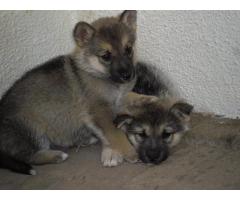 10 Beautiful HUSKY cross German Sheppard puppies