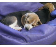 Pedigree Beagle Puppies