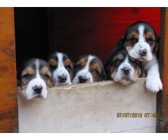Basset Hound Puppies for sale (Kusa Registered)