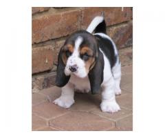 Basset Hound Puppies for sale (Kusa Registered)
