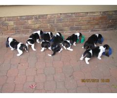 Basset Hound Puppies for sale (Kusa Registered)