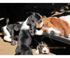 Basset Hound Puppies for sale (Kusa Registered)