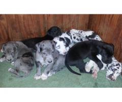 Great Dane puppies for sale, registered with Canine SA.