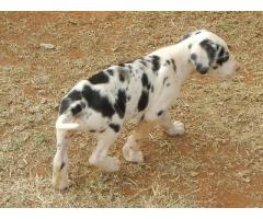 Great Dane puppies for sale, registered with Canine SA.