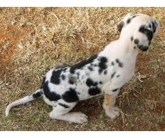 Great Dane puppies for sale, registered with Canine SA.