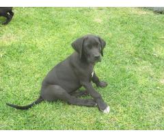 Beautiful Pure Bred Great Danes for sale