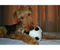 Beautiful pedigreed Welsh Terrier