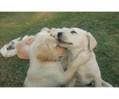 Labrador Puppies for sale (pure bred)