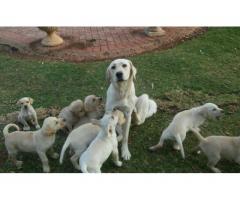 Labrador Puppies for sale (pure bred)