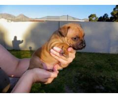Purebred staffie puppies for sale