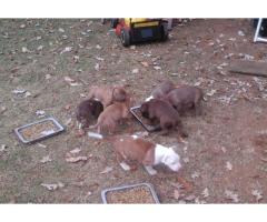 Gorgeous Pitbull puppies for sale